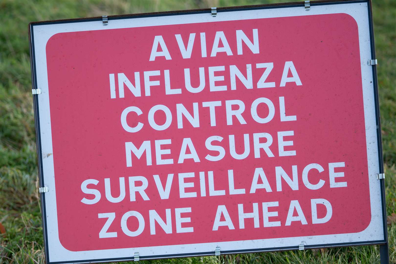 Human Case Of Bird Flu Detected In UK