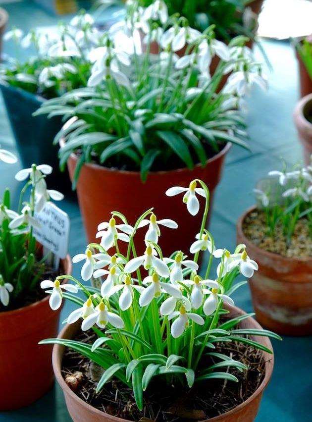 Hole Park Gardens will have snowdrops for sale