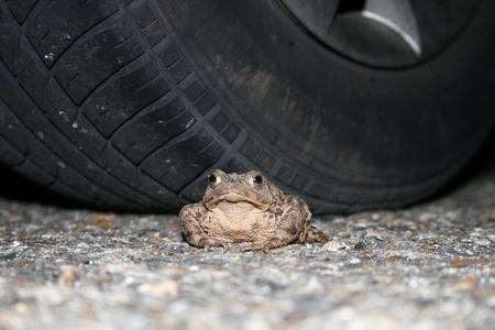 Toads at the Painters Forstal site near Faversham, where thousands of the amphibians are helped across the roads in late February/early March by Toadwatch volunteers.