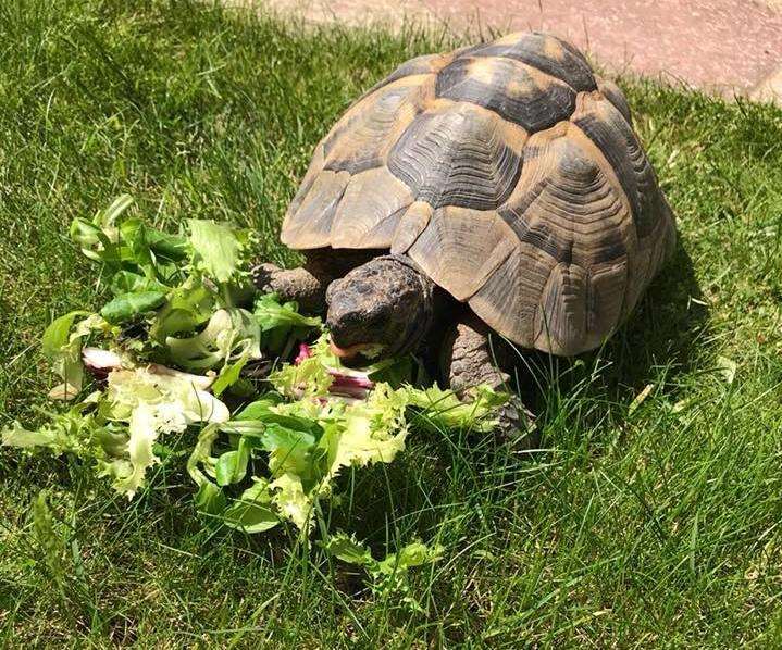Shelly the tortoise before her disappearance