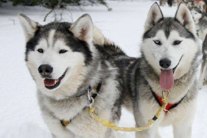 Huskies at Leeds Castle