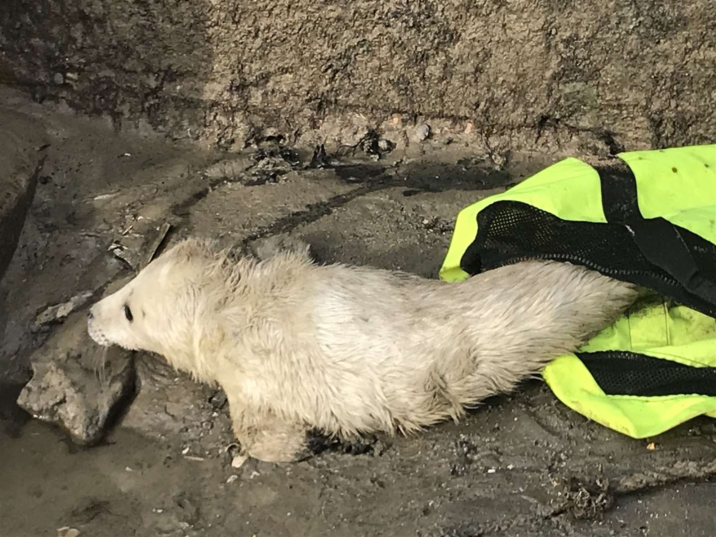 A seal pup venturing off after being rescued. Picture: Mark Stevens