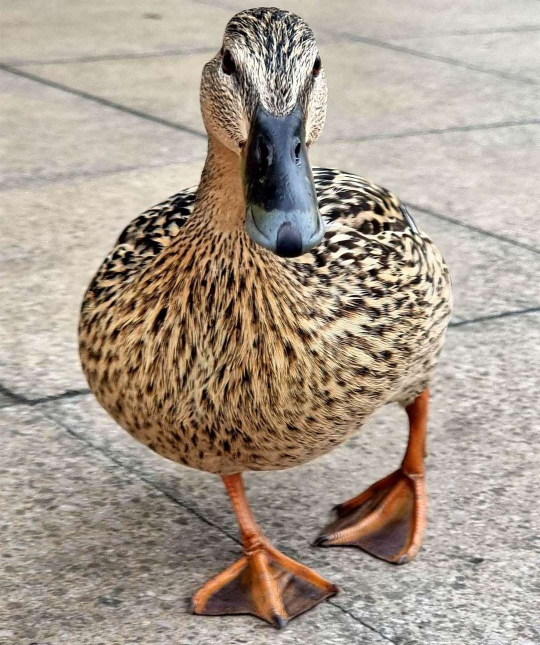 Many animal lovers hit out at the driver who hit the duck. Picture: Vikki Montague