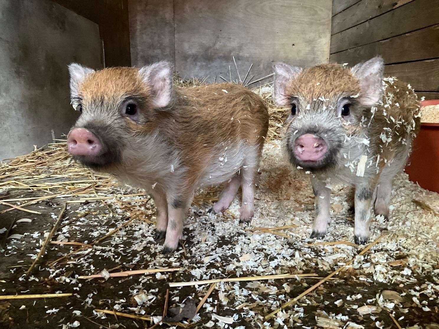 The 2 adorable micro-pigs that were tied to the lamppost. All pictures provided by Margaret Todd