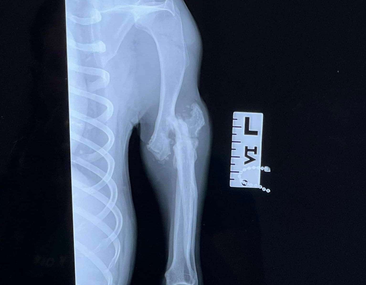 Beethoven's X-ray. Picture: KareBear Kennels