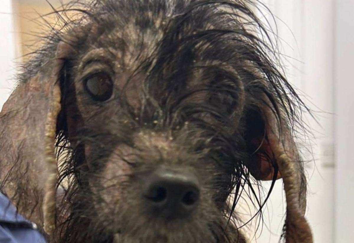 Terrier puppy dumped in plastic bag in Wallis Park Area, Northfleet finds  new home