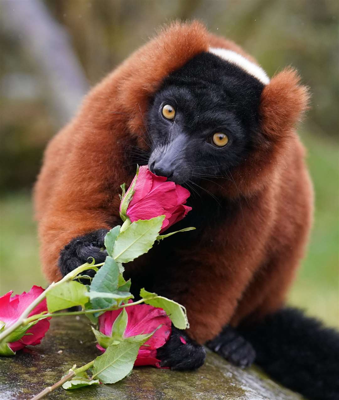 A red ruffed lemur enjoys some traditional red roses to mark Valentine’s Day at Blair Drummond Safari and Adventure Park, near Stirling (Andrew Milligan/PA)