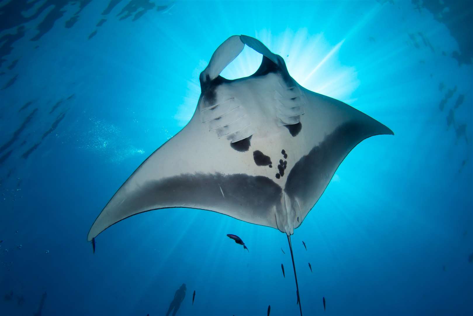 Manta ray at Nausicaa sea life centre