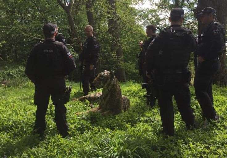 Armed police surround the tiger sculpture which caused the drama near Sevenoaks. Picture: @marthasimpson