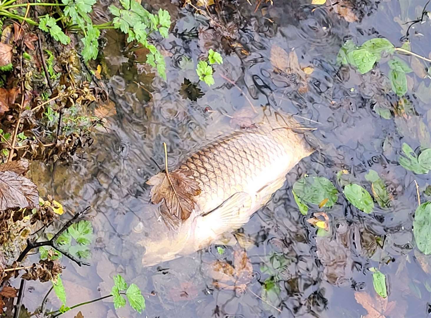 Dead fish floating in pond on new-build housing estate in Sellindge