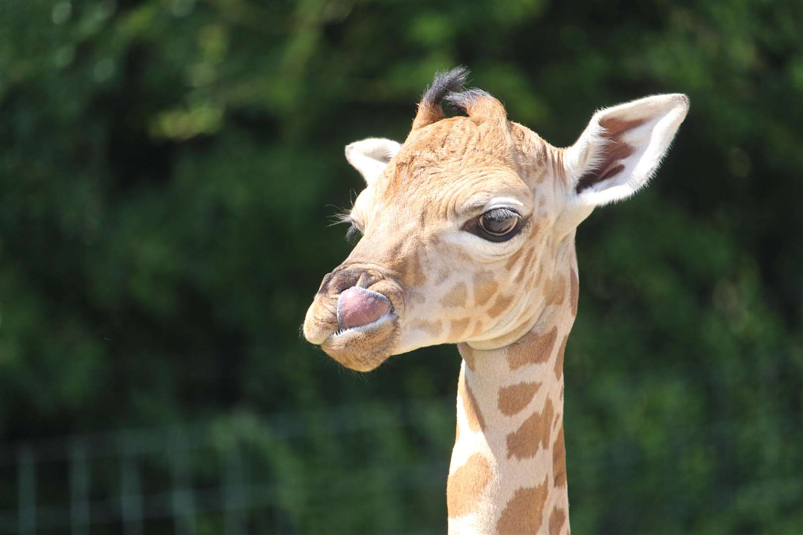 The male giraffe calf that died has been named Jabari, which means 'brave'