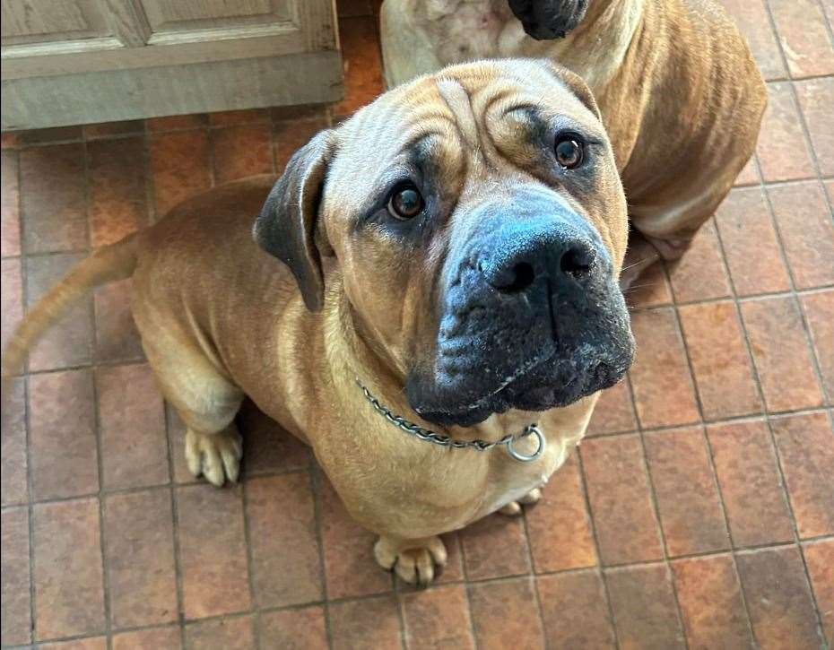 Ashford Based South African Mastiff Returns Home Two Weeks After Going   XDZP7DJE0NNOJ42Q5MGI 