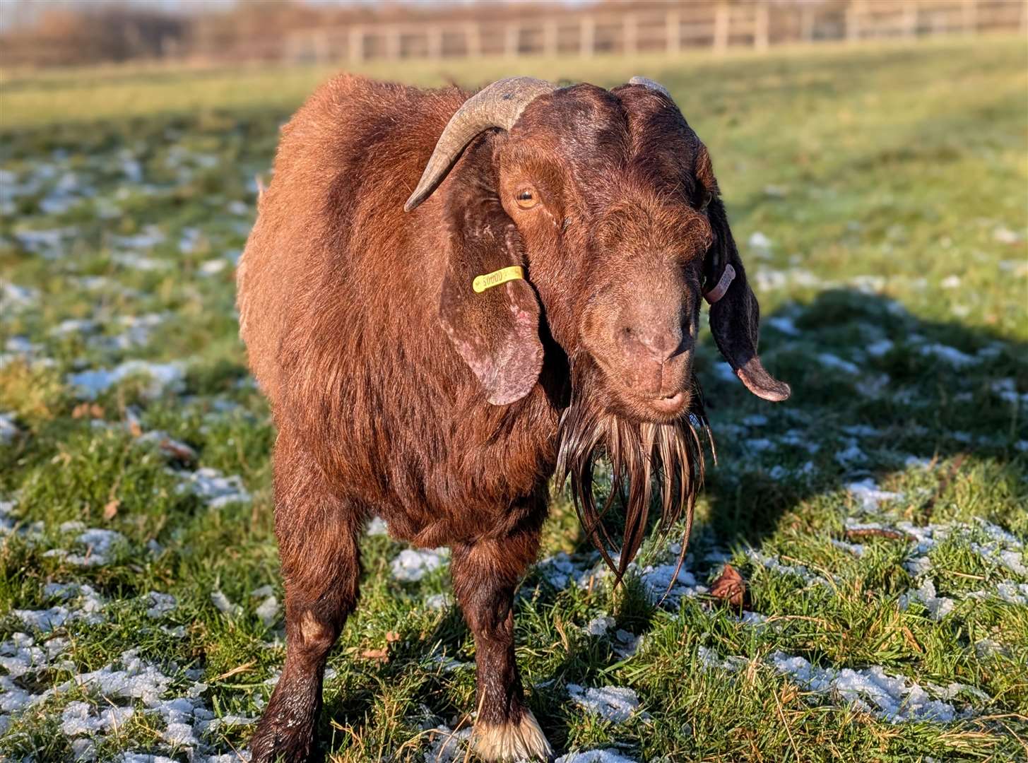 Gregory at Buttercups Sanctuary for Goats. Picture: Matt Huggins