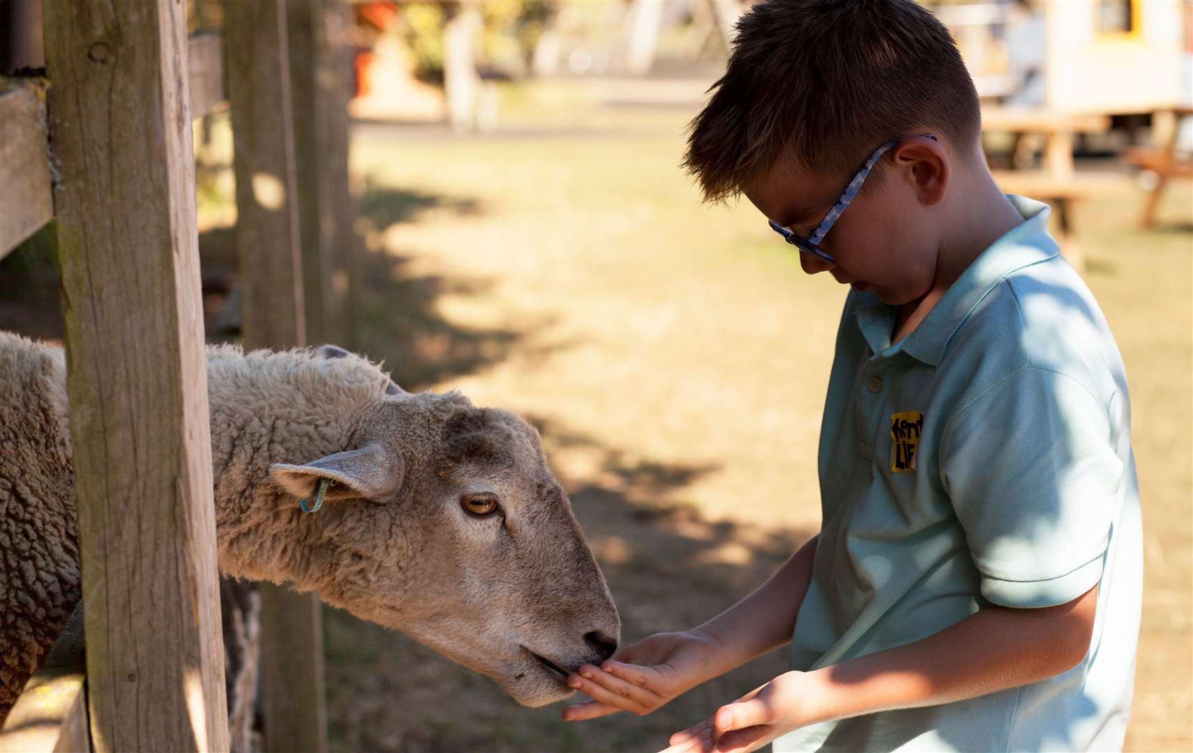 Kent Life, Maidstone’s farm and outdoor museum, has some great family days out this summer. Picture: Kent Life Heritage Farm