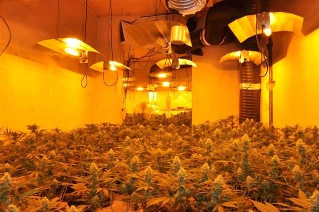 The discovery of more than 450 cannabis plants in a disused fish and chip shop in Luton Road.