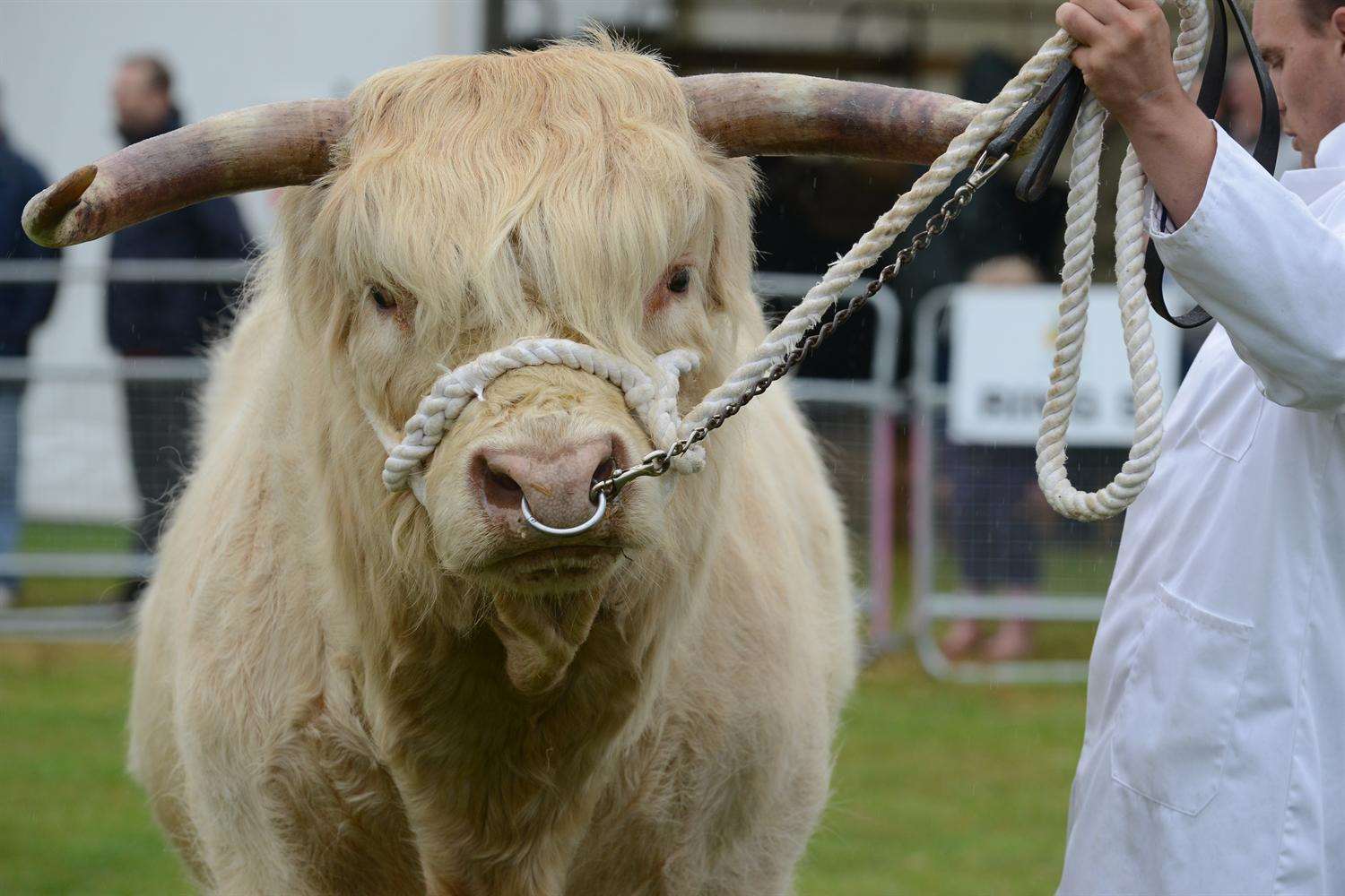 Highland cattle in the Hadlow College Agricultural Ring at last year's Kent County Show