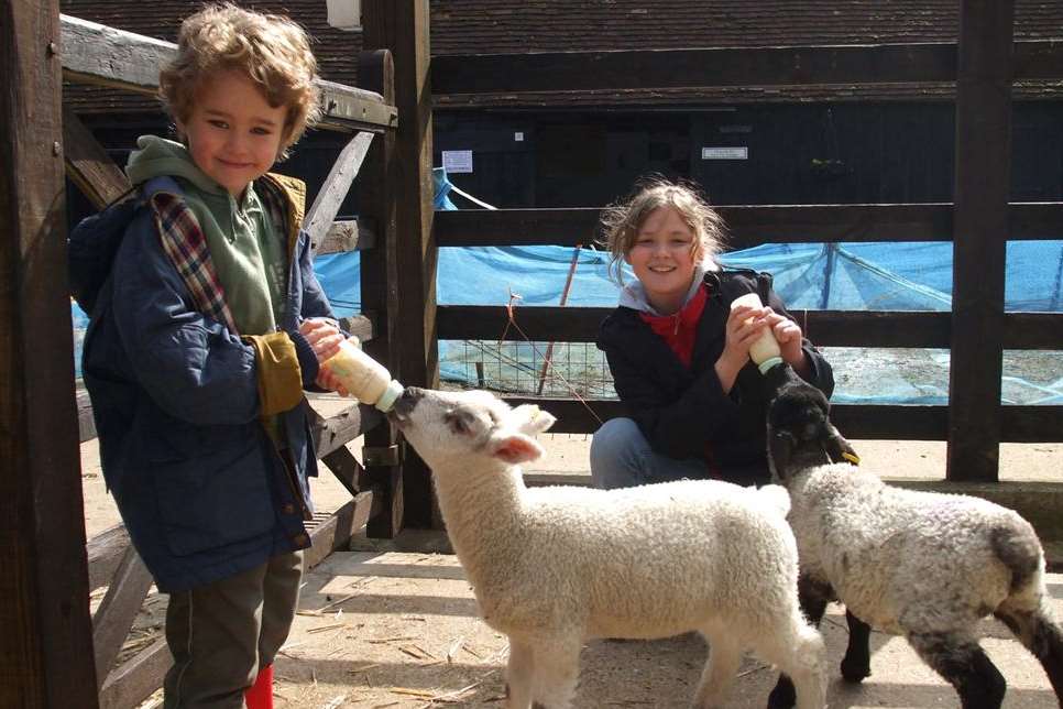 Exploring the farmyard at Kent Life