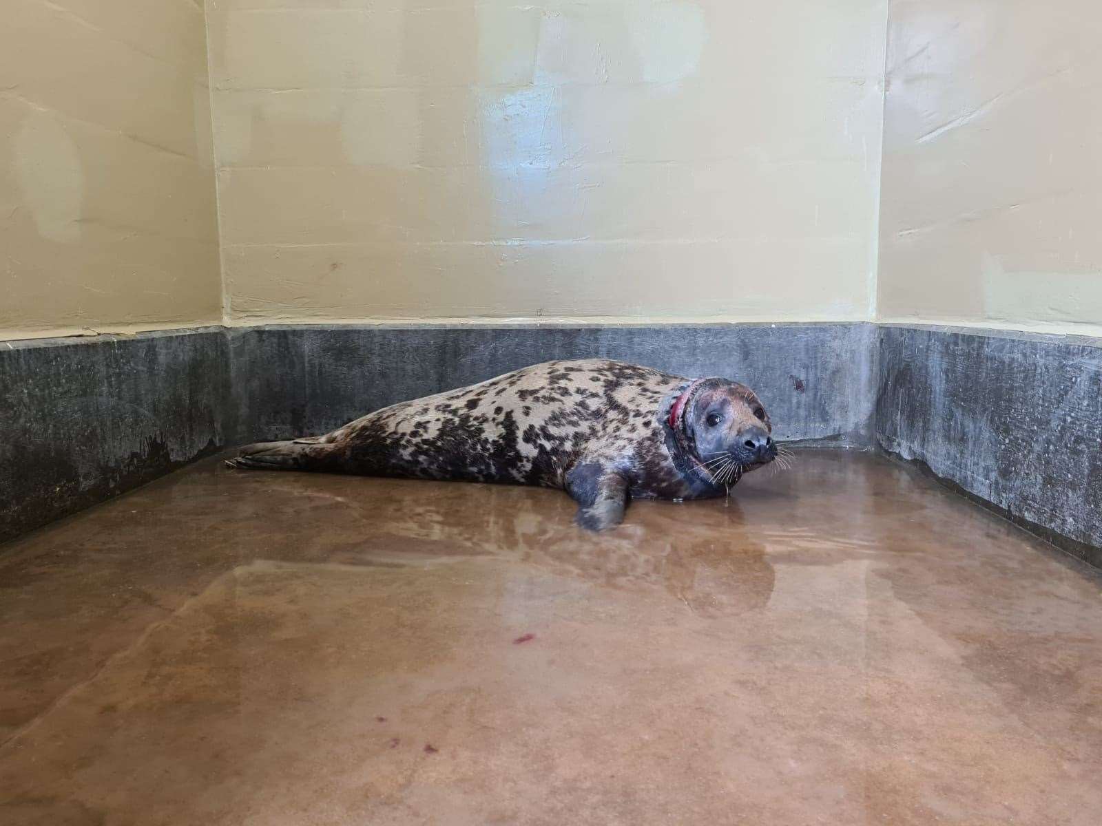 Mrs Vicar is recovering at RSPCA East Winch Wildlife Centre, where she is expected to remain for several months (RSPCA/PA)