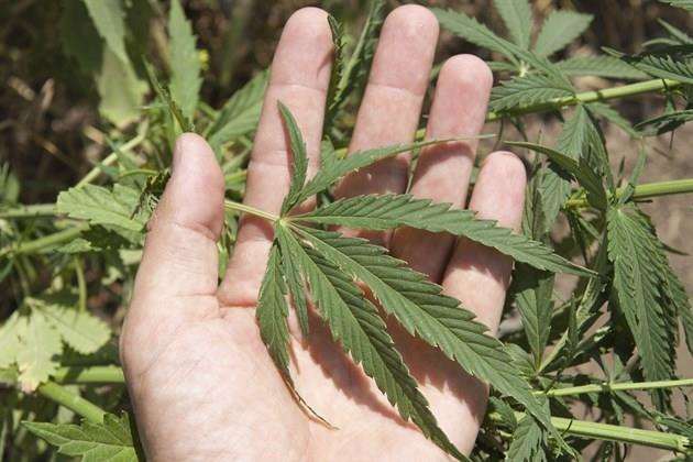 Aaron Shade had a cannabis factory at his home. Stock picture