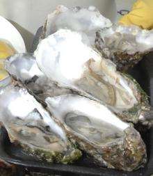 Oysters