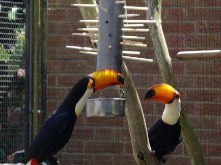 Toucans at Leeeds Castle