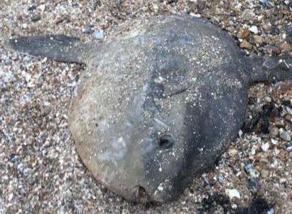The sunfish washed up on Seasalter Beach. Picture: Vicki Oliver