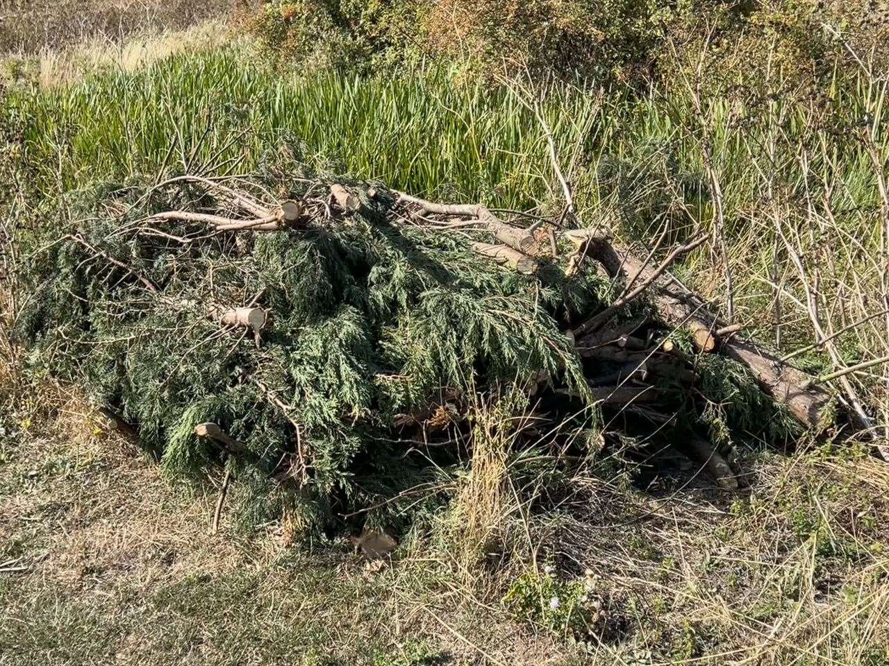 Trees were cut down and left by the side of the playing fields