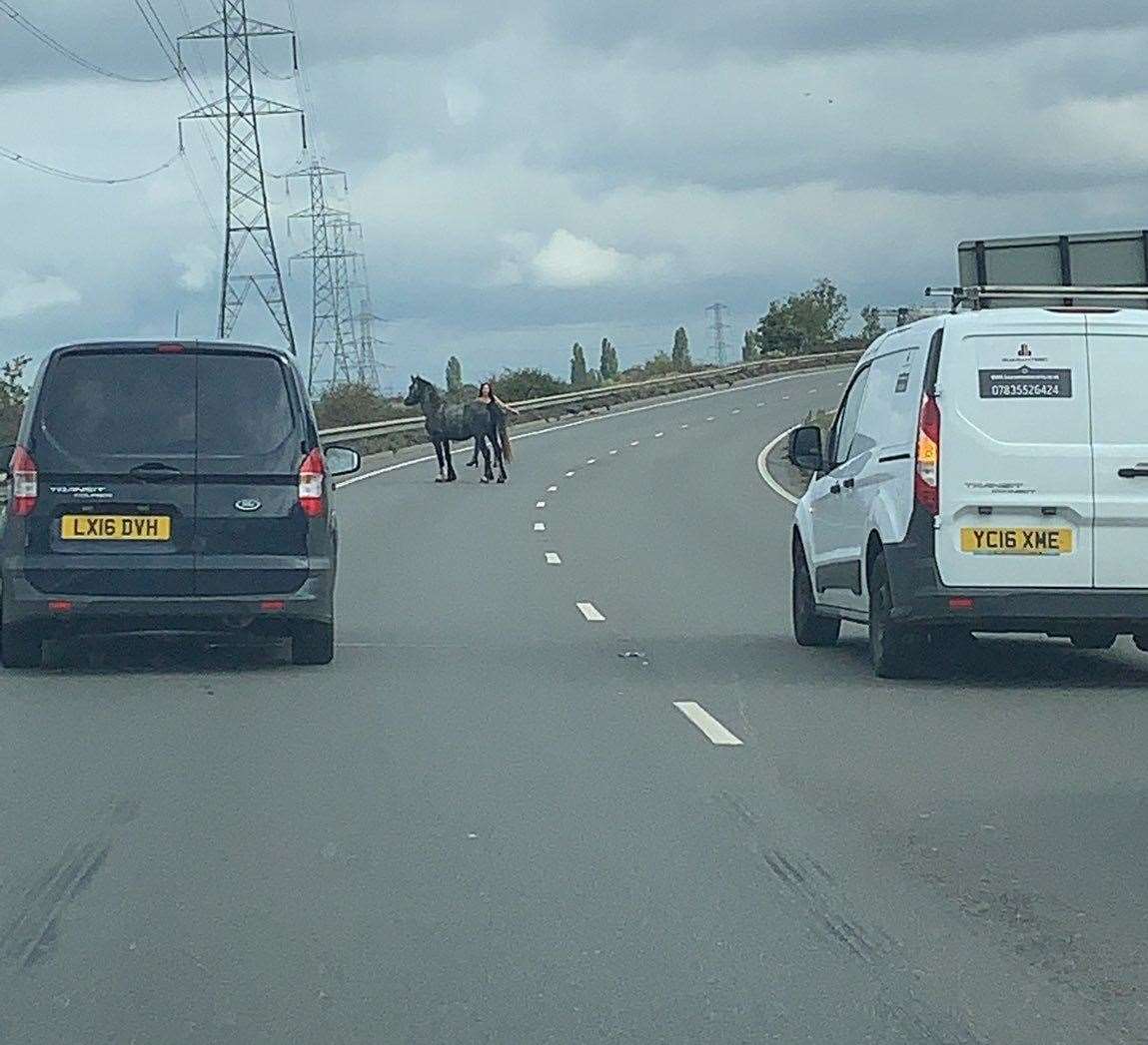 Traffic was brought to a halt by some horses on the loose on University Way, near Dartford. Photo: Debbie Whitchurch (42515418)