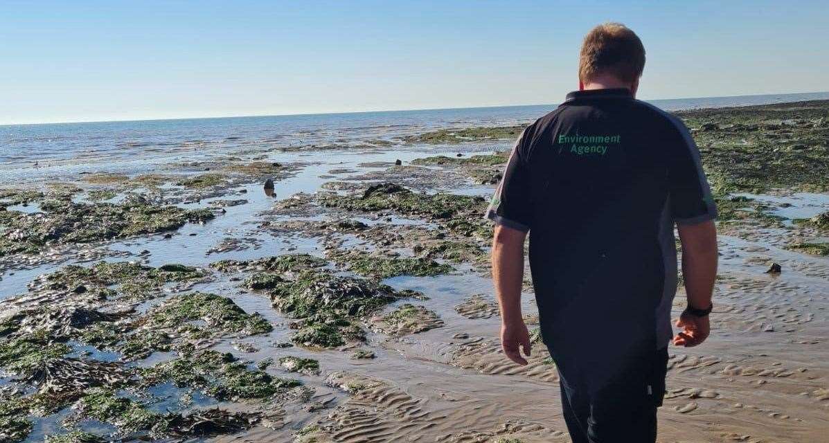 An Environment Agency officer scouring the beach for signs of sewage. Picture: Environment Agency
