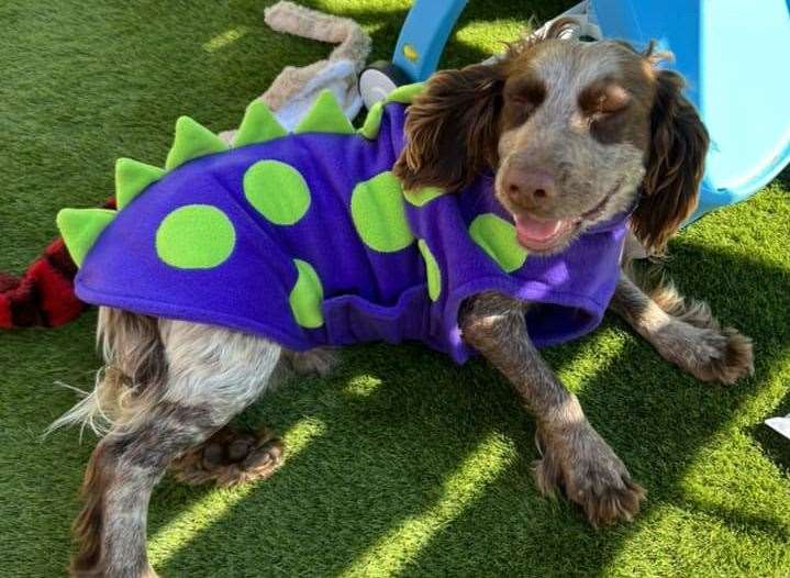 Beethoven at Karebear Kennels. Picture: Beethoven Spaniel and friends (60714889)