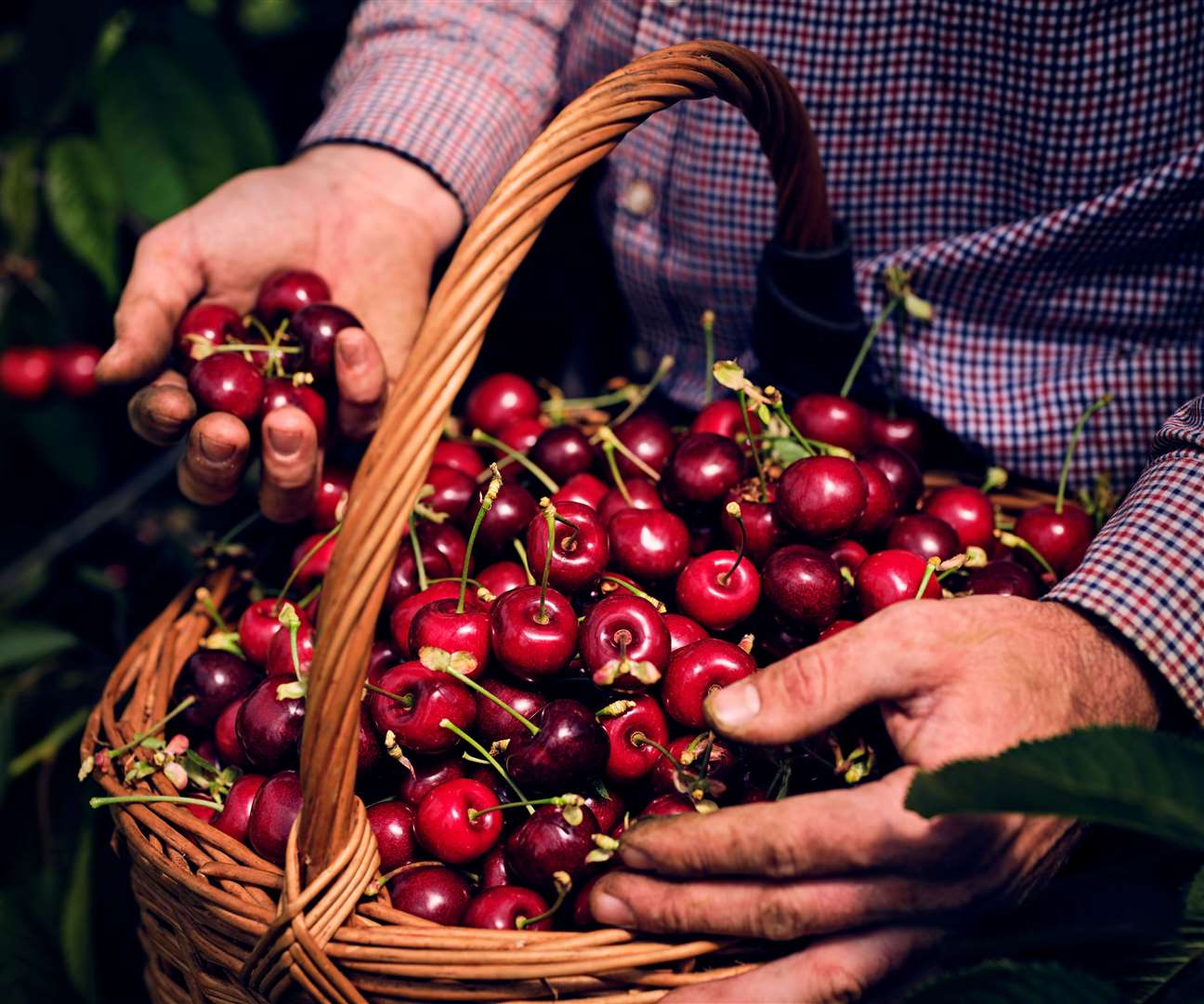 The Neaves family grow king cherries, which are 6mm bigger than the industry standard. Picture: Red Consultancy