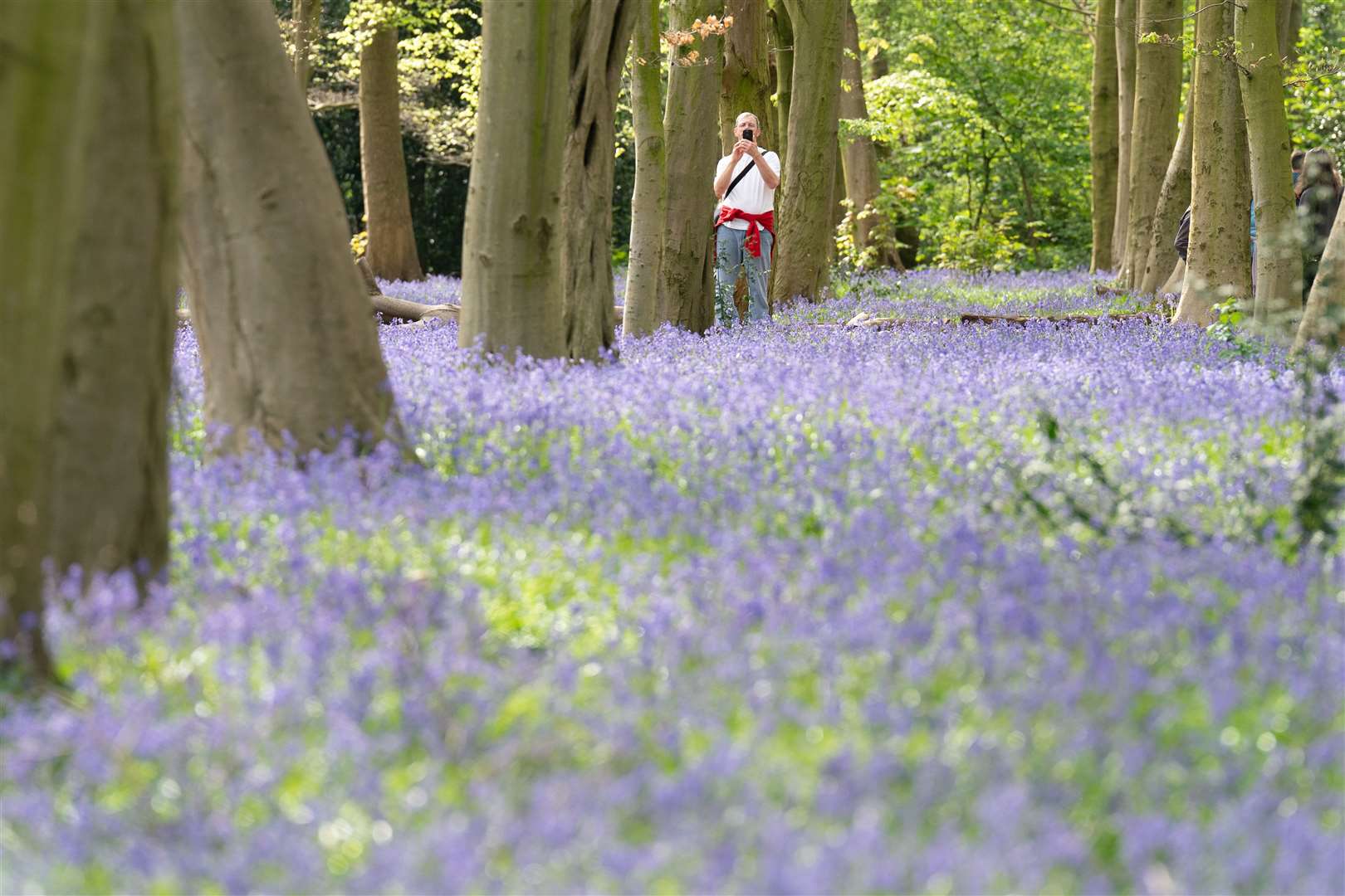 Visitors to Wanstead Park in north-east London enjoy the early display of bluebells in Chalet Woods (Stefan Rousseau/PA)