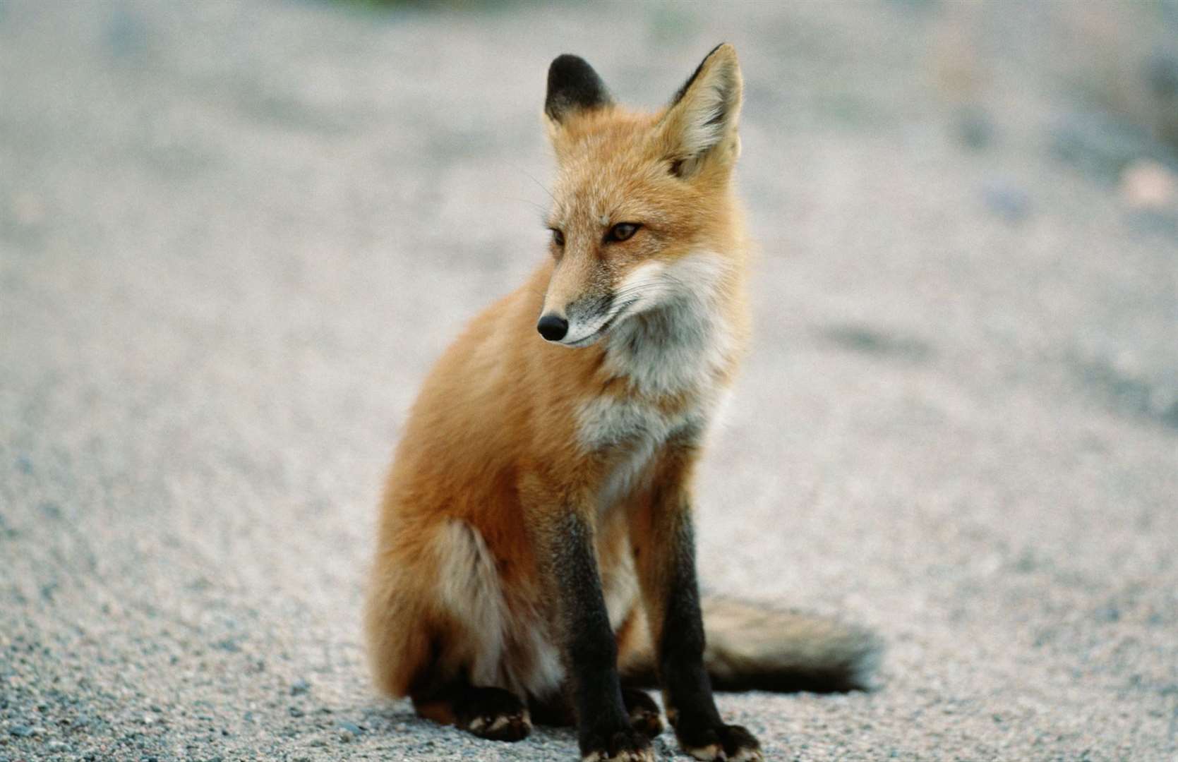 Don’t give them the time of day…foxes are vicious little so-and-sos. Picture: iStock