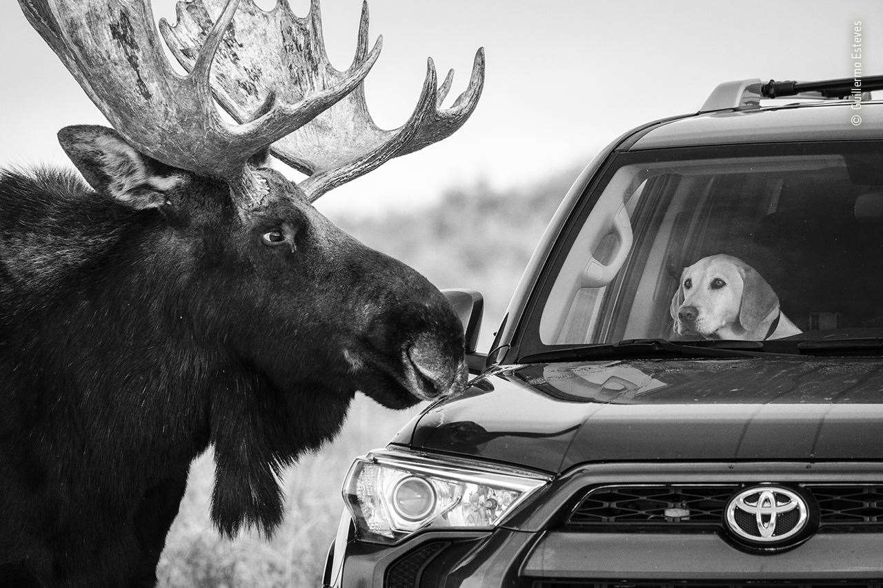 A moose and a Labrador come eye to eye through a car windscreen in this highly commended shot (Guillermo Esteves, Wildlife Photographer of the Year/PA)