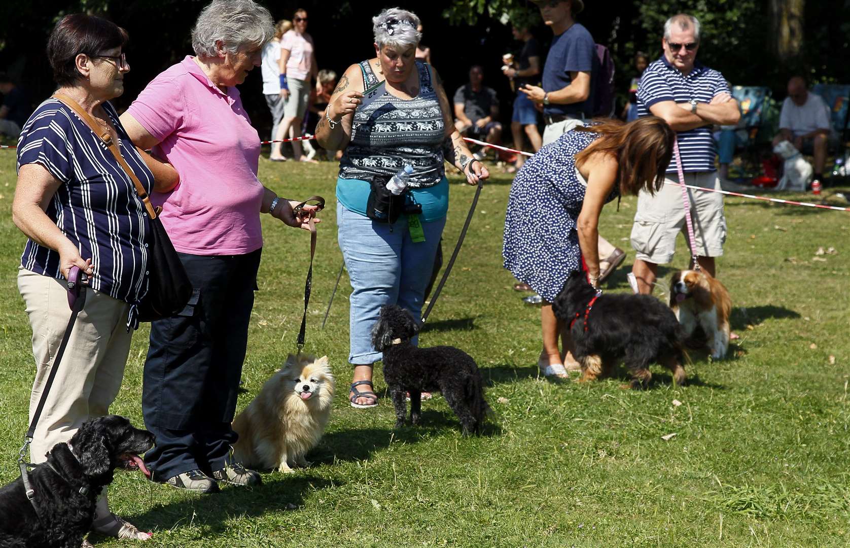 A very fluffy line up in one of the classes at the Halling second annual dog show.Picture: Sean Aidan (15721375)