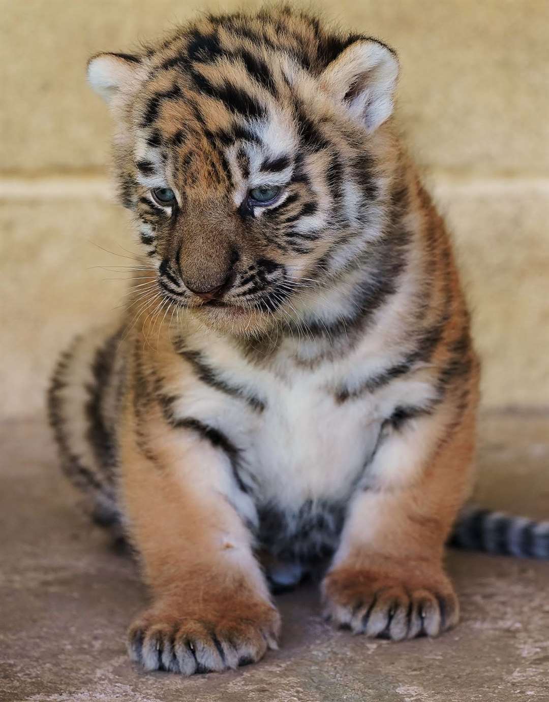 The cubs are being introduced to the outside world gradually under the guidance of their mother (Ian Turner/PA)