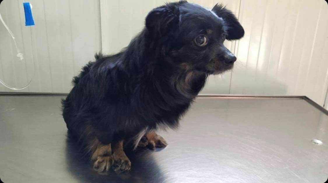 Button Moon was found paralysed and hiding under a car in Chartham Hatch, near Canterbury. Picture: Flori's Friends Rescue