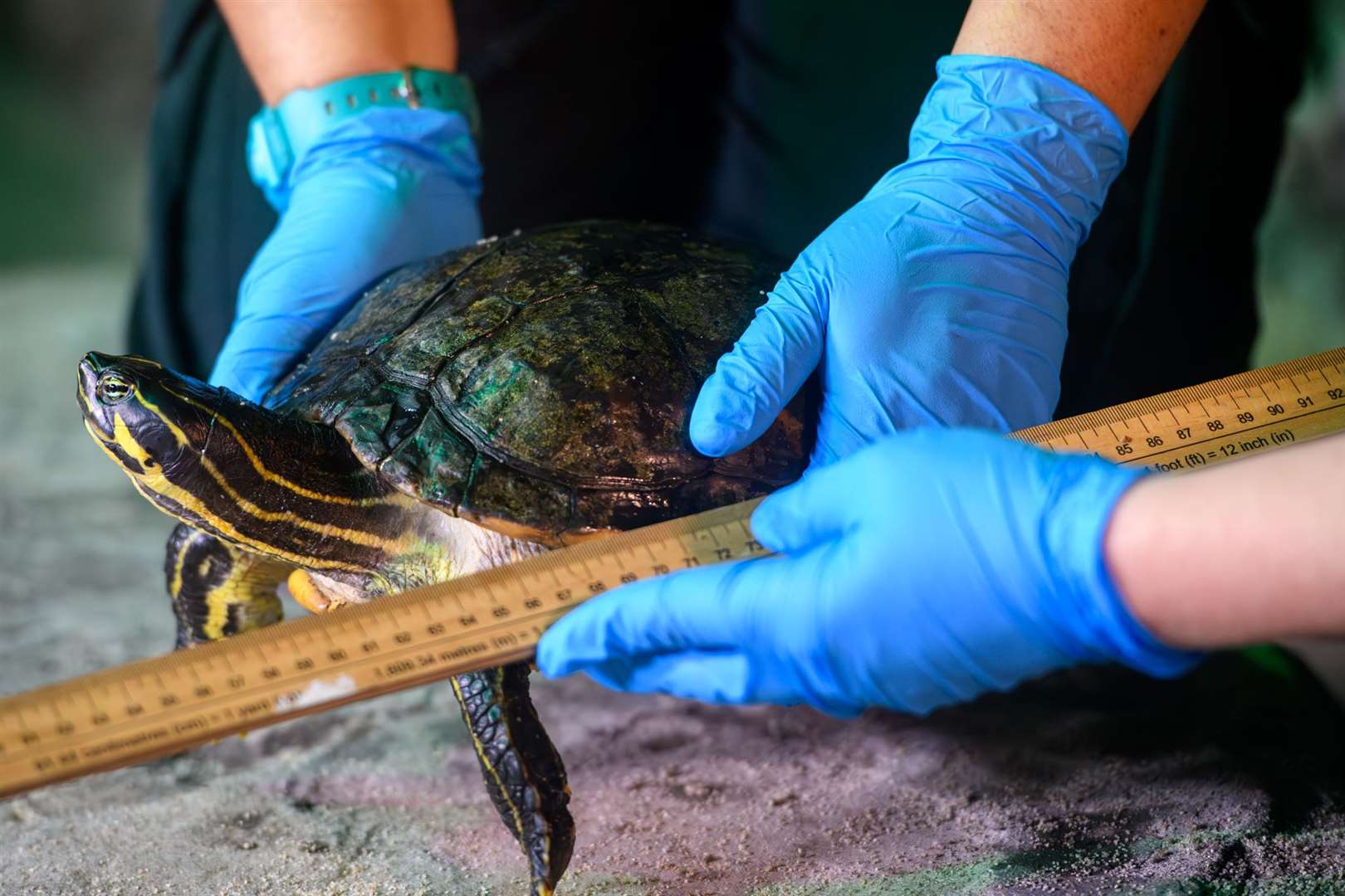 Marine creatures were counted, weighed and measured across 11 Sea Life centres (Sea Life/PA)