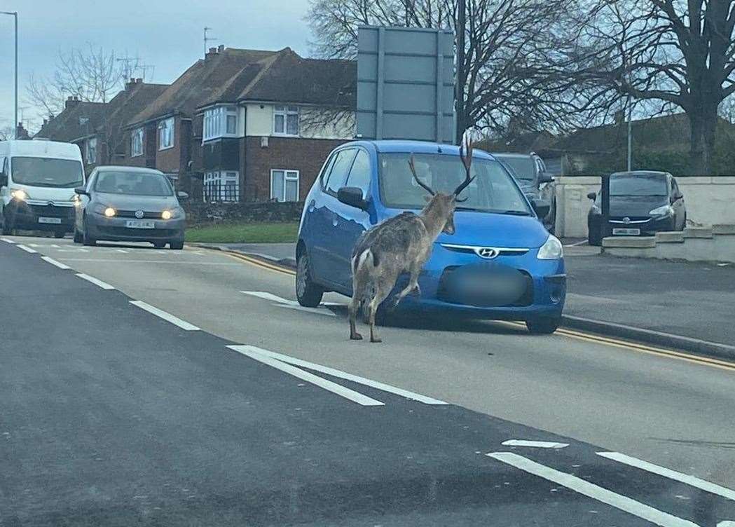 The stag ran into a car in Ramsgate Road, Margate. Picture: Lindsey Sutton