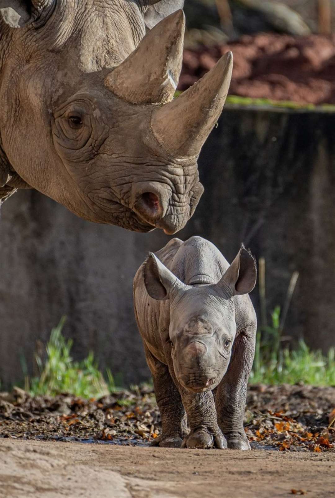 Zuri’s daughter was born on November 12th (Chester Zoo/ PA)