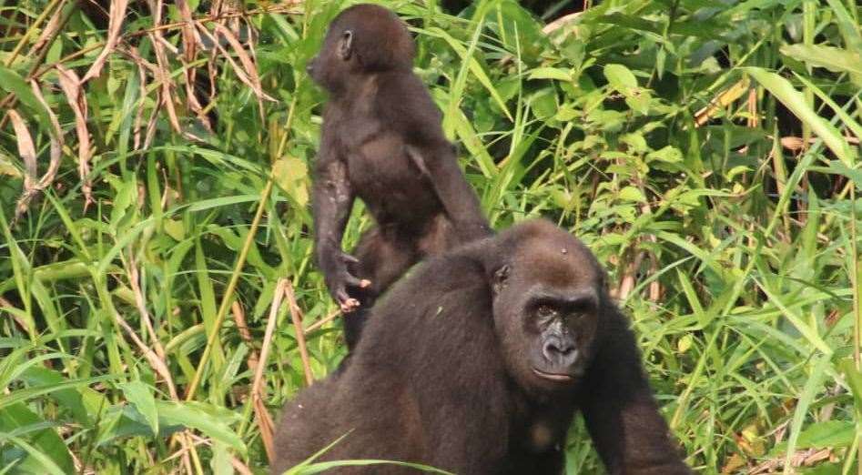 The offspring of Ima, a zoo-born gorilla from Howletts who has become the first to mate with a wild gorilla, and its mum, Okeli. Picture: The Aspinall Foundation