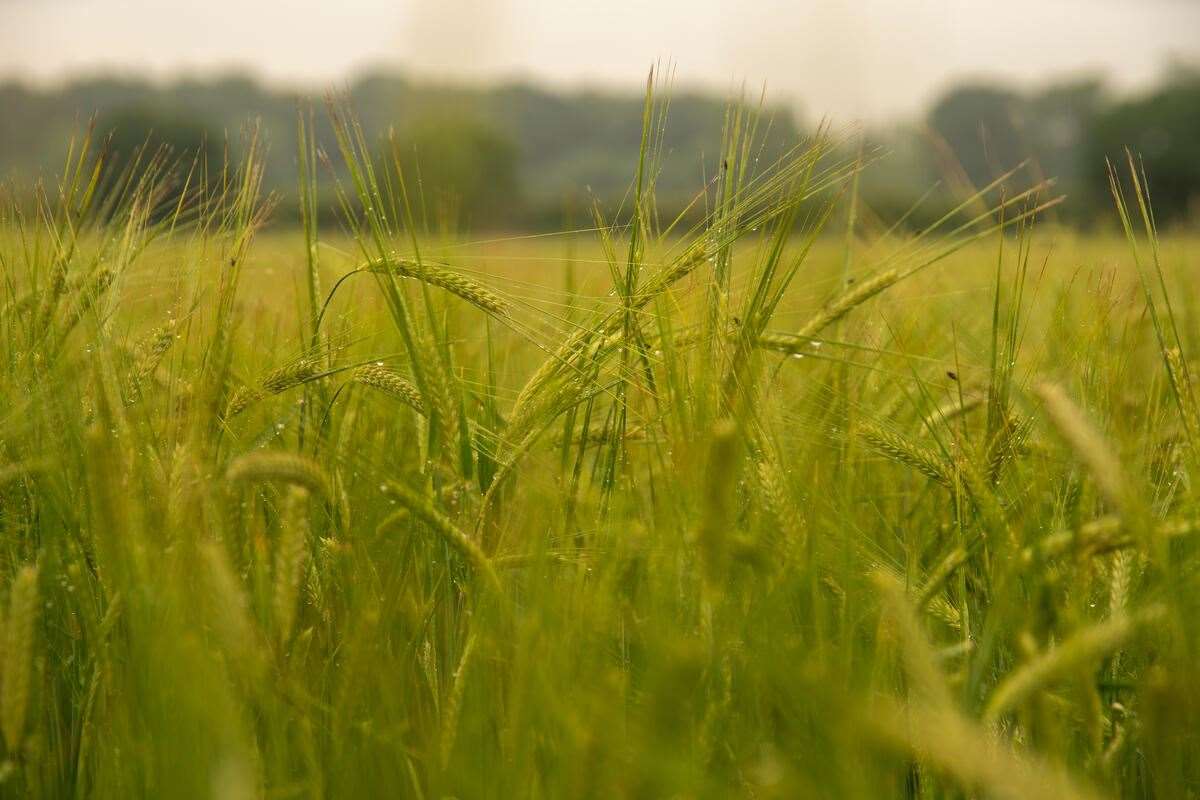 The WWF said 40% of productive arable land in the UK is used to grow crops like this field of barley in Norfolk (Joseph Gray/WWF-UK/PA)