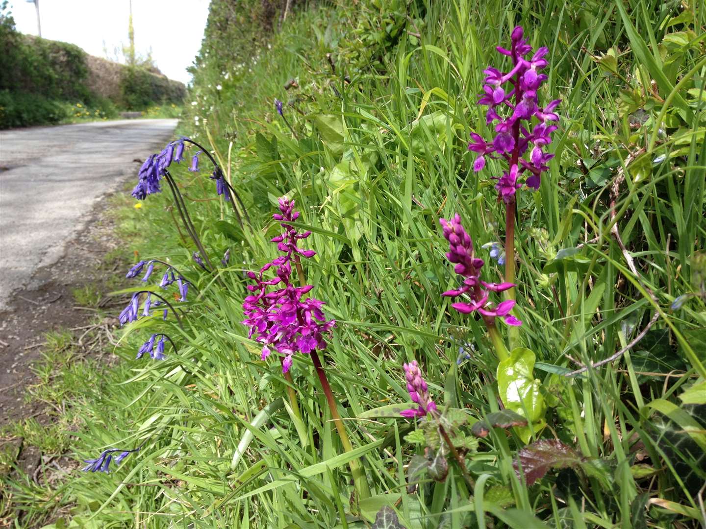 Road verges are home to a huge range of flowers including orchids, such as this early purple orchid (Trevor Dines/Plantlife/PA)