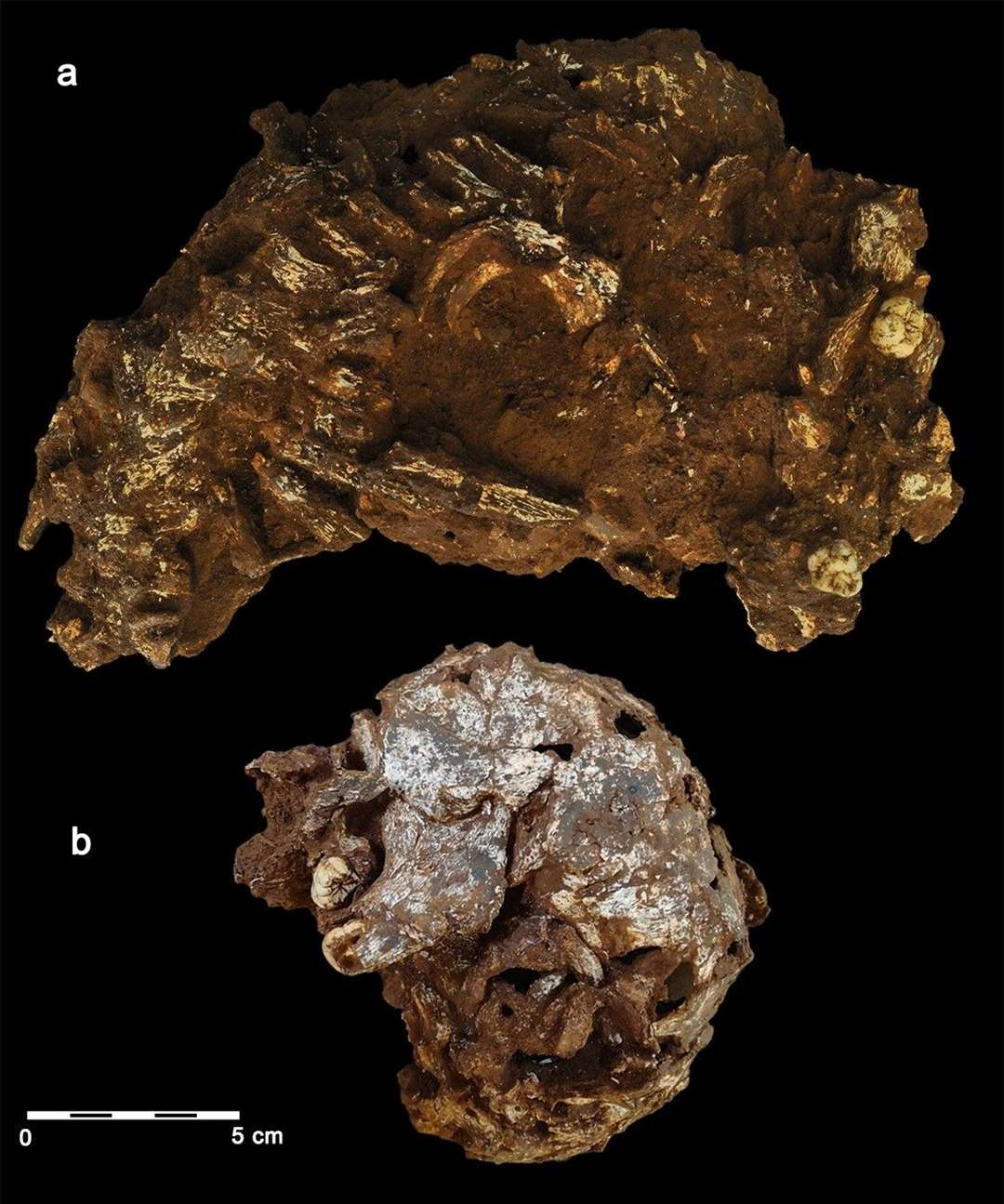 Remains showing articulated partial skeleton, above, and external view of the left side of Mtoto’s skull and mandible, below (Martinon-Torres et al/Nature/PA)