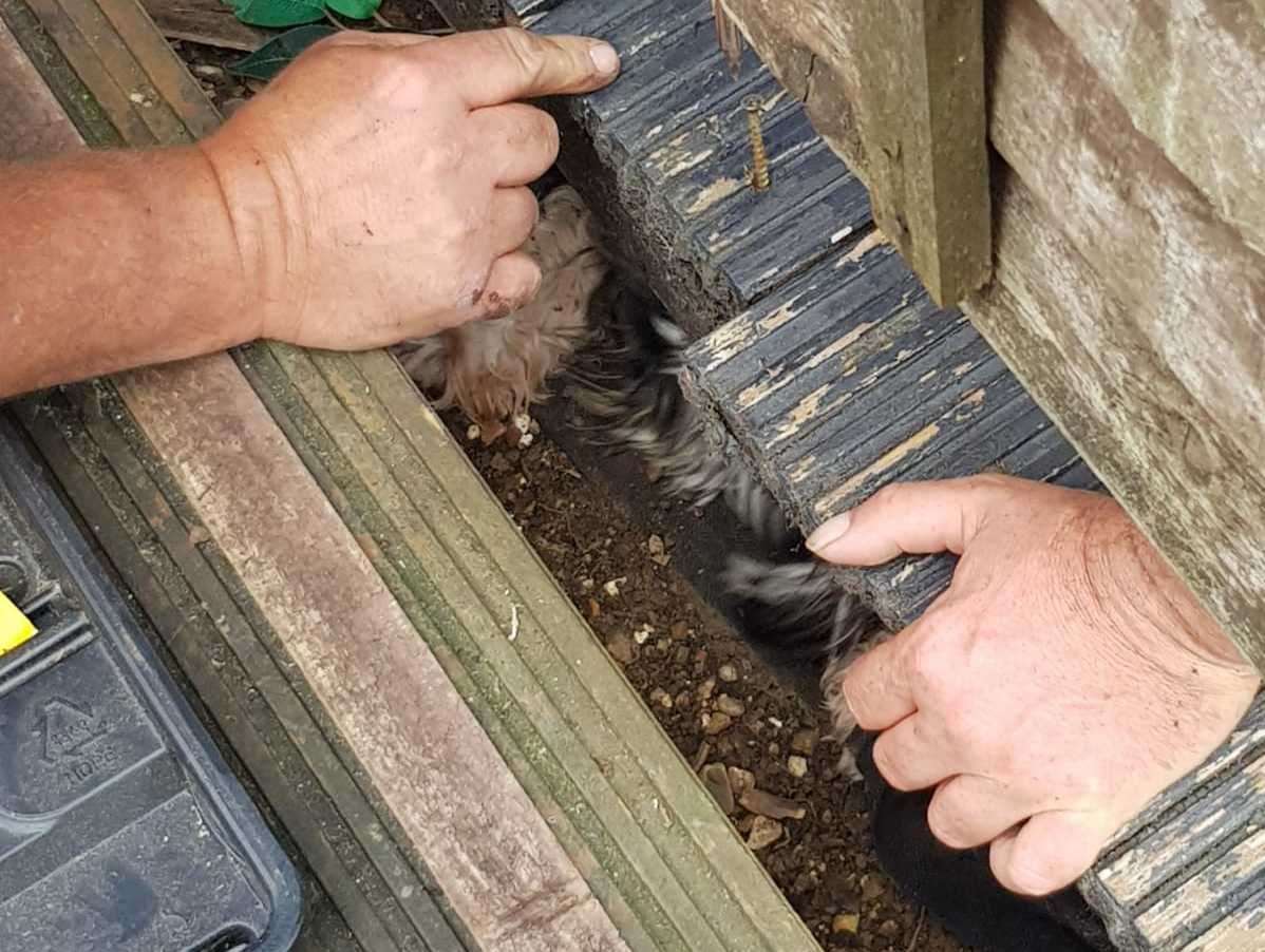 Artisan Rare Breeds and Animal Rescue attending a rescue of a dog stuck under decking. Picture: Wayne May
