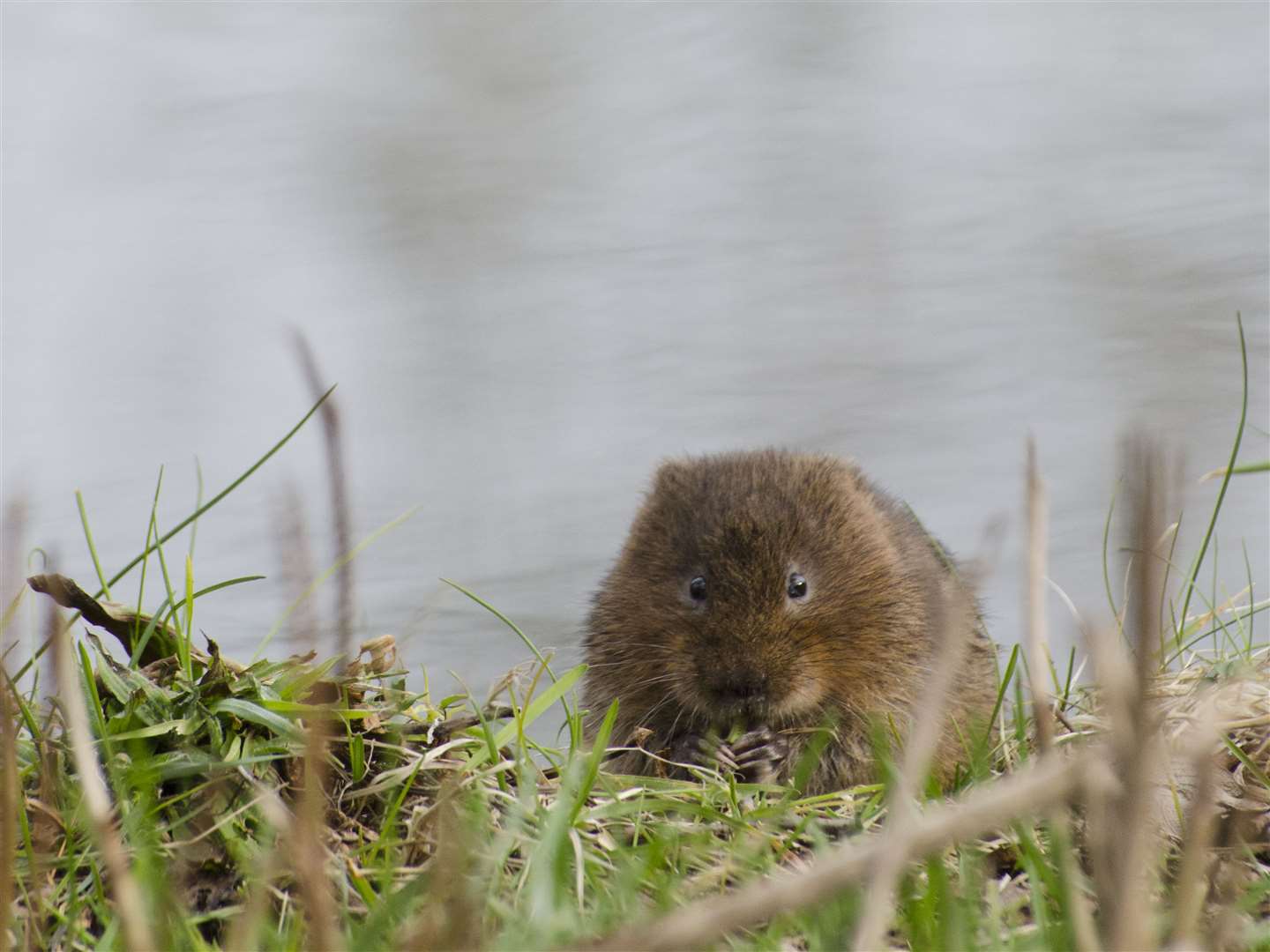 Less mowing could create more habitat for rare water voles (Jack Perks/Canal and River Trust/PA)