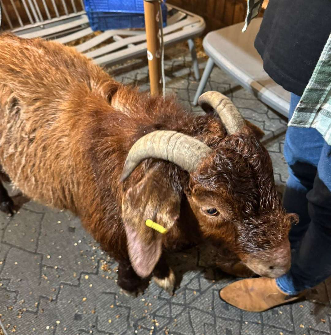 The landlord of The Nevill Bull pub, in Birling village, housed Gregory the goat in the watering hole overnight. Picture: Chris Marchant