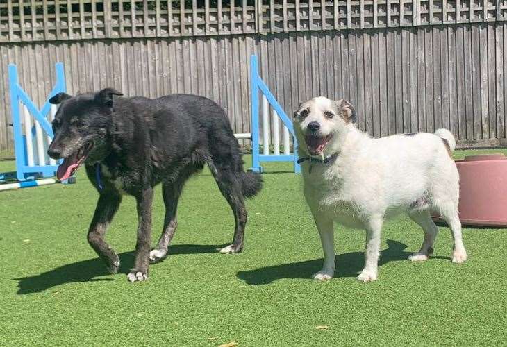 The pair have been in the care of Battersea's Brands Hatch centre for more than 100 days