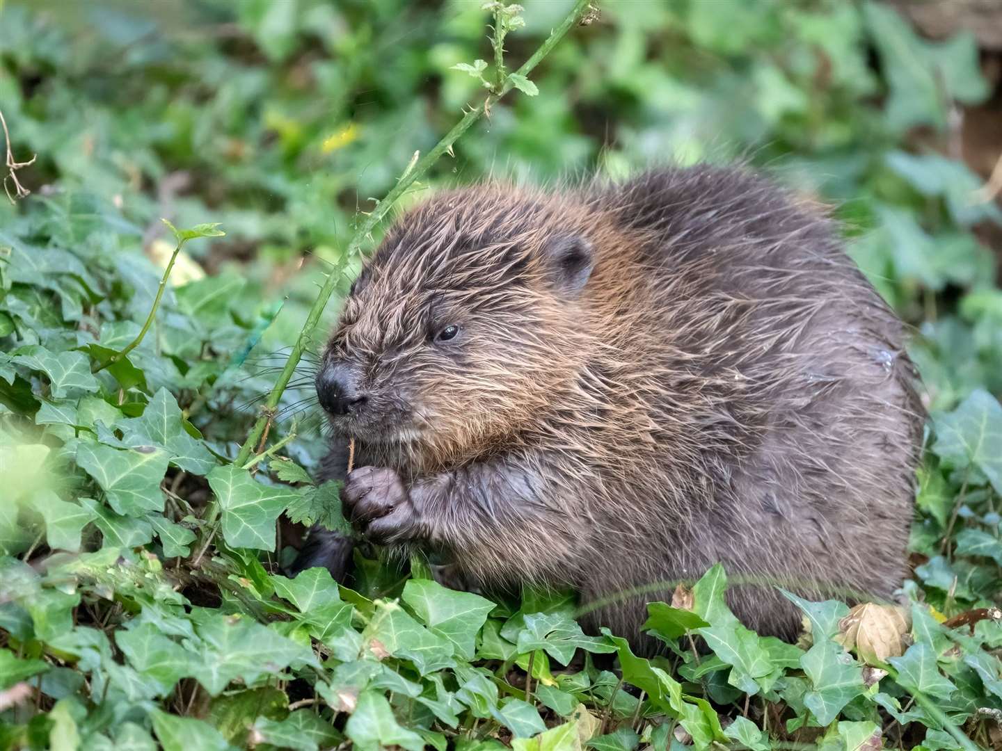 The beaver kit has been named after England goalkeeper Mary Earps (Barry Edwards/National Trust/PA)