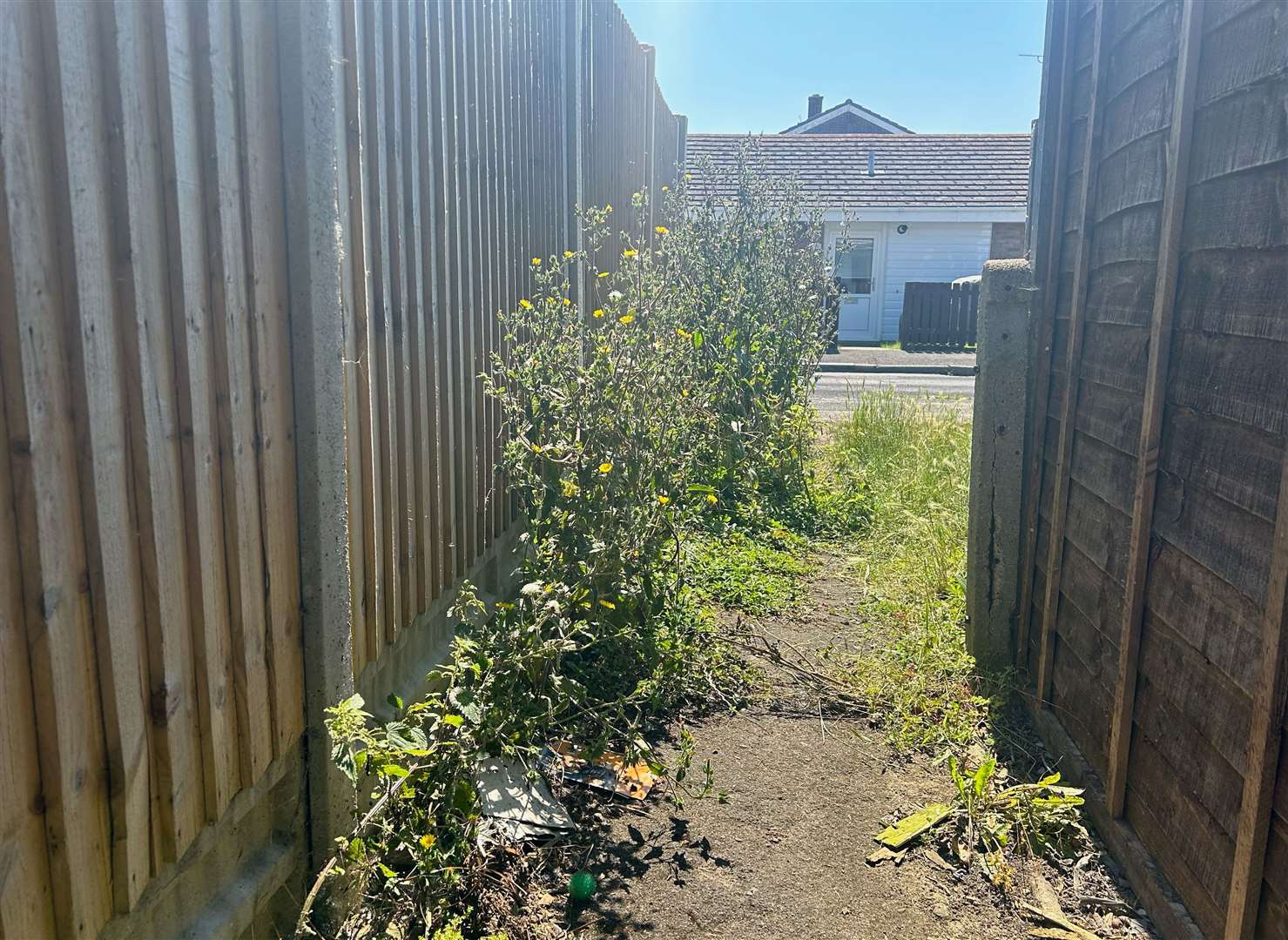 The weeds are blocking some of the footpaths in St Mary's Bay